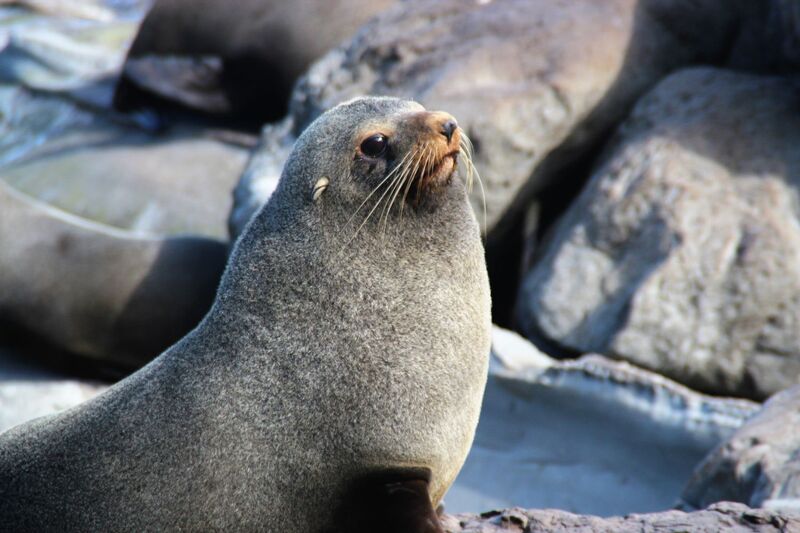 New Zealand fur seal resting on the rocks at Kaikoura on the South Island coast