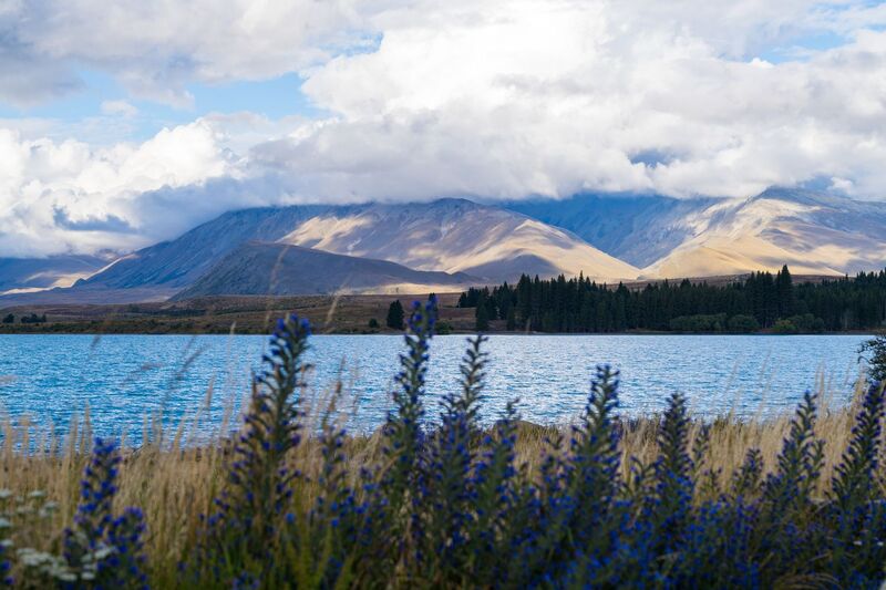Turquoise Lake Tekapo with tussock and the Southern Alps, South Island New Zealand