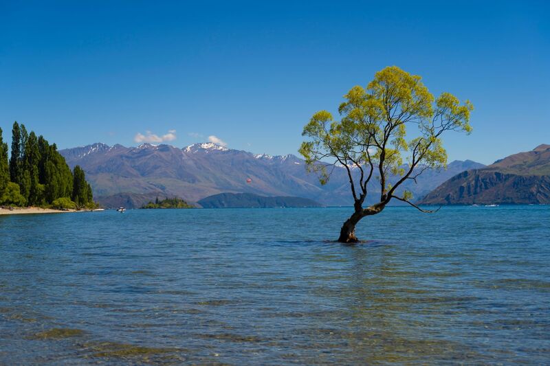 The lone Wanaka tree standing in Lake Wanaka with mountains behind, South Island New Zealand